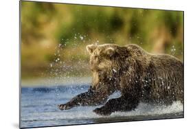 Brown Bear, Katmai National Park, Alaska-Paul Souders-Mounted Photographic Print