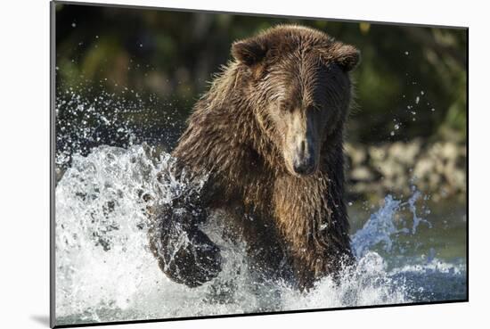 Brown Bear, Katmai National Park, Alaska-Paul Souders-Mounted Photographic Print