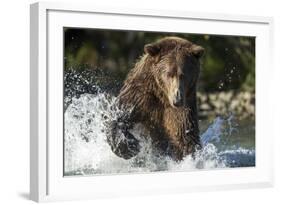 Brown Bear, Katmai National Park, Alaska-Paul Souders-Framed Photographic Print