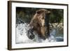 Brown Bear, Katmai National Park, Alaska-Paul Souders-Framed Photographic Print