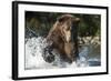 Brown Bear, Katmai National Park, Alaska-Paul Souders-Framed Photographic Print