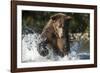 Brown Bear, Katmai National Park, Alaska-Paul Souders-Framed Photographic Print