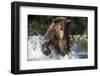 Brown Bear, Katmai National Park, Alaska-Paul Souders-Framed Photographic Print