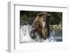 Brown Bear, Katmai National Park, Alaska-Paul Souders-Framed Photographic Print