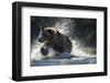 Brown Bear, Katmai National Park, Alaska-Paul Souders-Framed Photographic Print