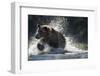 Brown Bear, Katmai National Park, Alaska-Paul Souders-Framed Photographic Print