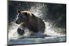 Brown Bear, Katmai National Park, Alaska-Paul Souders-Mounted Photographic Print