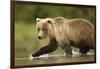 Brown Bear, Katmai National Park, Alaska-null-Framed Photographic Print