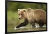 Brown Bear, Katmai National Park, Alaska-null-Framed Photographic Print