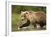 Brown Bear, Katmai National Park, Alaska-null-Framed Photographic Print