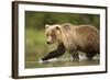 Brown Bear, Katmai National Park, Alaska-null-Framed Photographic Print