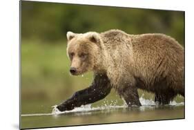 Brown Bear, Katmai National Park, Alaska-null-Mounted Photographic Print