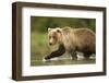 Brown Bear, Katmai National Park, Alaska-null-Framed Photographic Print