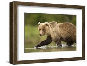 Brown Bear, Katmai National Park, Alaska-null-Framed Photographic Print