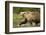 Brown Bear, Katmai National Park, Alaska-null-Framed Photographic Print