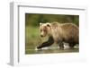 Brown Bear, Katmai National Park, Alaska-null-Framed Photographic Print