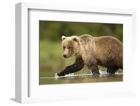 Brown Bear, Katmai National Park, Alaska-null-Framed Photographic Print