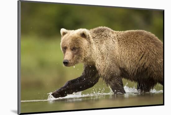 Brown Bear, Katmai National Park, Alaska-null-Mounted Photographic Print