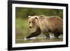 Brown Bear, Katmai National Park, Alaska-null-Framed Photographic Print