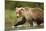 Brown Bear, Katmai National Park, Alaska-null-Mounted Photographic Print