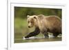 Brown Bear, Katmai National Park, Alaska-null-Framed Photographic Print