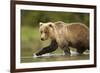 Brown Bear, Katmai National Park, Alaska-null-Framed Photographic Print