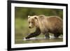 Brown Bear, Katmai National Park, Alaska-null-Framed Photographic Print