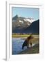 Brown Bear, Katmai National Park, Alaska-null-Framed Photographic Print