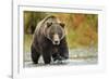 Brown Bear, Katmai National Park, Alaska-null-Framed Photographic Print