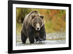 Brown Bear, Katmai National Park, Alaska-null-Framed Photographic Print