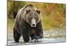 Brown Bear, Katmai National Park, Alaska-null-Mounted Photographic Print