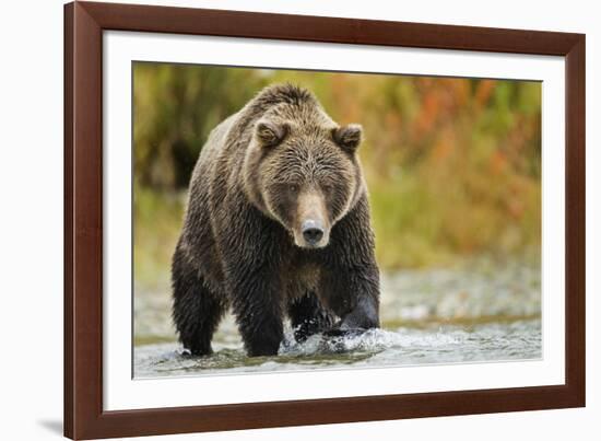 Brown Bear, Katmai National Park, Alaska-null-Framed Photographic Print