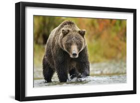 Brown Bear, Katmai National Park, Alaska-null-Framed Photographic Print