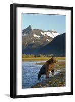 Brown Bear, Katmai National Park, Alaska-null-Framed Photographic Print