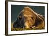 Brown Bear, Katmai National Park, Alaska-null-Framed Photographic Print