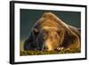 Brown Bear, Katmai National Park, Alaska-null-Framed Photographic Print