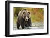 Brown Bear, Katmai National Park, Alaska-null-Framed Photographic Print