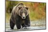 Brown Bear, Katmai National Park, Alaska-null-Mounted Photographic Print