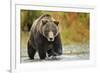 Brown Bear, Katmai National Park, Alaska-null-Framed Photographic Print