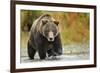 Brown Bear, Katmai National Park, Alaska-null-Framed Photographic Print