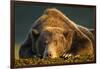 Brown Bear, Katmai National Park, Alaska-null-Framed Photographic Print