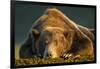 Brown Bear, Katmai National Park, Alaska-null-Framed Photographic Print