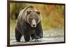 Brown Bear, Katmai National Park, Alaska-null-Framed Photographic Print