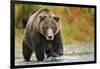 Brown Bear, Katmai National Park, Alaska-null-Framed Photographic Print