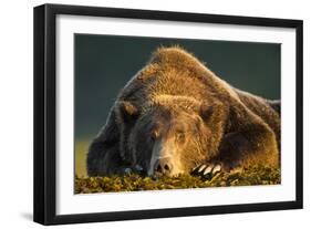 Brown Bear, Katmai National Park, Alaska-null-Framed Photographic Print