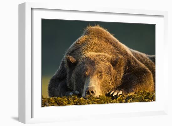 Brown Bear, Katmai National Park, Alaska-null-Framed Photographic Print