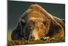 Brown Bear, Katmai National Park, Alaska-null-Mounted Photographic Print