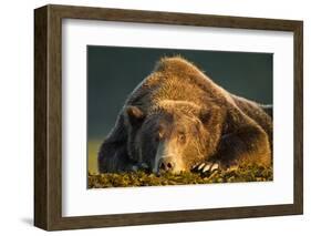 Brown Bear, Katmai National Park, Alaska-null-Framed Photographic Print