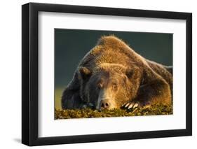 Brown Bear, Katmai National Park, Alaska-null-Framed Photographic Print