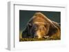 Brown Bear, Katmai National Park, Alaska-null-Framed Photographic Print